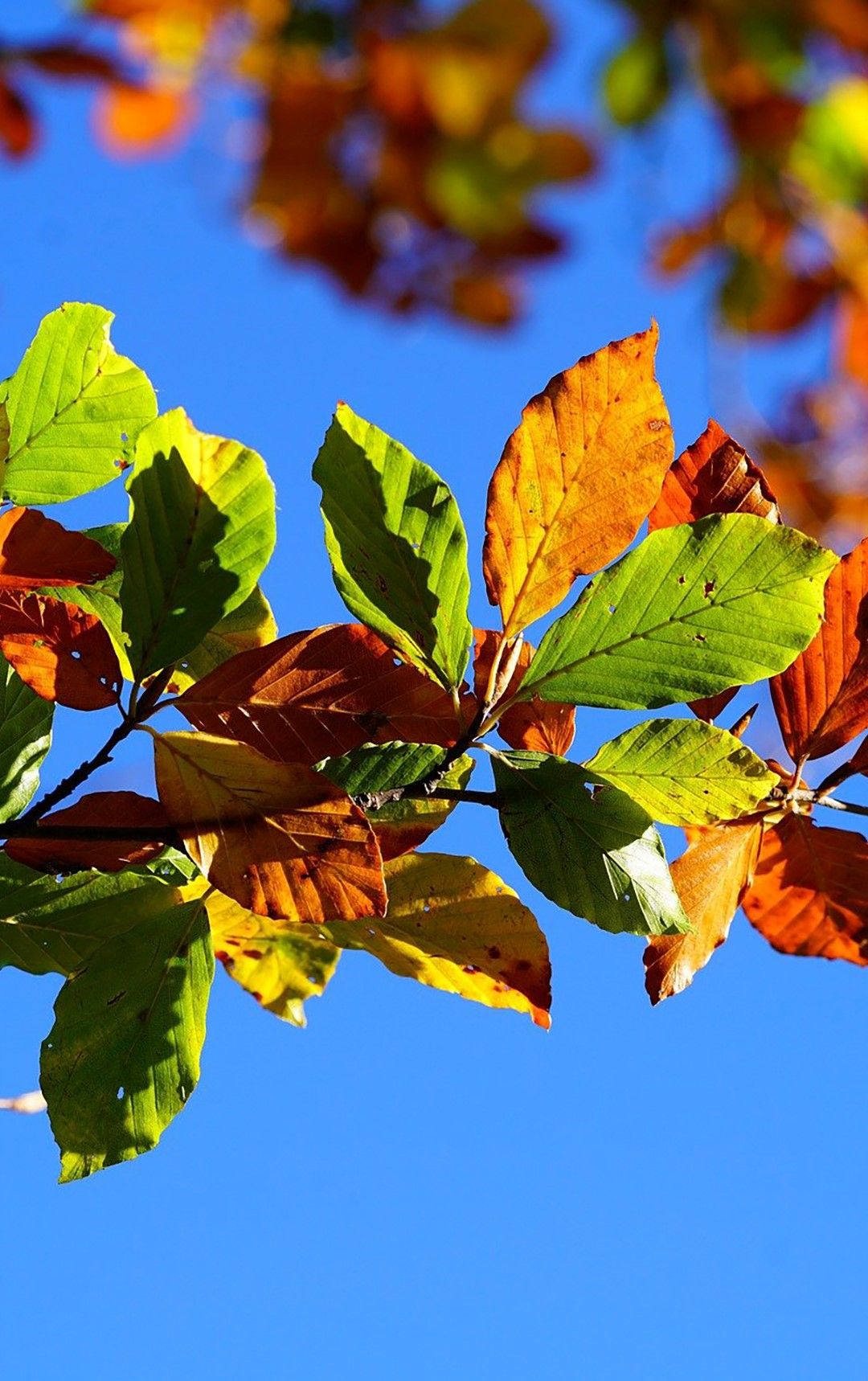 Herbstferien? Auf ins Xylophon!